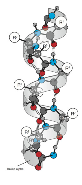 representation proteine